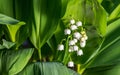 Fresh beautiful Convallaria majalis Lily of the valley in the garden bath in morning golden sunlight in natural springtime close u Royalty Free Stock Photo