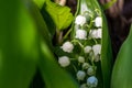 Fresh beautiful Convallaria majalis Lily of the valley in the garden bath in morning golden sunlight in natural springtime close u Royalty Free Stock Photo