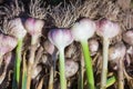 .fresh beautiful garlic in the garden, a new crop