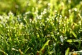 Fresh beautiful green grass with water drops after rain on hot summer day Royalty Free Stock Photo