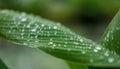 Fresh beautiful leaf with rain water dropping Royalty Free Stock Photo