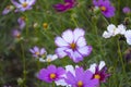 fresh beautiful mix white and pink cosmos flower yellow pollen blooming in natural botany garden park Royalty Free Stock Photo