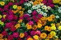 multicolor flower for floral background