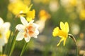 Fresh beautiful narcissus flower in field