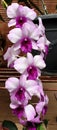 fresh and beautiful orchid flowers decorate my yard