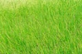 Fresh beautiful paddy with green leaves beginning to provide yield in paddy or rice field in Thailand upcountry, Natural green Royalty Free Stock Photo