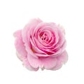 Fresh beautiful pink rose with dew drops isolated on white background Royalty Free Stock Photo