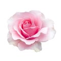 Fresh beautiful pink rose isolated on white background Royalty Free Stock Photo