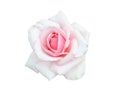 Fresh beautiful pink rose isolated on white background Royalty Free Stock Photo