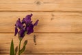 A fresh beautiful purple iris lies on a wooden textured background. Royalty Free Stock Photo