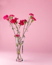Fresh beautiful red carnations in glass vase on pink Royalty Free Stock Photo