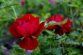 Fresh beautiful red rose with buds, thorns and leaves on a bush in the garden, clouse up, copy space, soft focus, mock up.