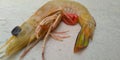 Fresh and beautiful shrimp ia a nodical insect Royalty Free Stock Photo
