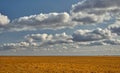 Fresh and beautiful Summer Landscape - blue sky and yellow grass.