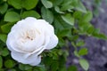 Fresh beautiful white rose with buds, thorns and leaves on a bush in the garden, clouse up, copy space, soft focus, mock up. Royalty Free Stock Photo