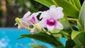 Fresh beautiful white and violet, pink Phalaenopsis or Moth dendrobium orchid flower in winter or spring day tropical garden Royalty Free Stock Photo