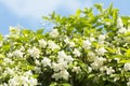 fresh and beautiful wild water plum flowers with Royalty Free Stock Photo