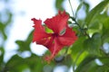 Fresh Beauty Blooming Type Of Hibiscus Flower Hanging Among The Leaves On Sunny Day