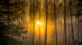 fresh beauty in forest sunrise