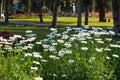 Fresh Beauty Garden Landscape View With White Blooming Leucanthemum maximum Flowers With Tree Trunks In The Garden Park