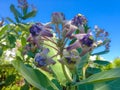 Fresh Beauty Shrub Flowers Blooming Calotropis Gigantea Or Crown Flower Growing On The Beach