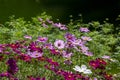 Fresh beauty mix pink purple cosmos flower and white color blooming in natural botany garden park Royalty Free Stock Photo