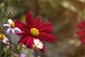 fresh beauty mix red petals and yellow pollen cosmos flower blooming in natural botany garden parkwith orange light Royalty Free Stock Photo