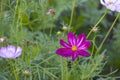 fresh beauty mix soft pink white cosmos flower yellow pollen blooming in natural botany garden park Royalty Free Stock Photo