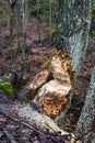 Fresh beaver tracks in the deciduous forest. Rodent destroyed by tree trunk Royalty Free Stock Photo