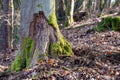 Fresh beaver tracks in the deciduous forest. Rodent destroyed by tree trunk Royalty Free Stock Photo