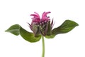 Fresh bee balm Royalty Free Stock Photo