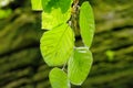 Fresh beech tree leaves in the forest in spring.