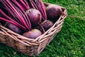 Fresh beet, beetroot harvest in wooden basket on green grass garden background Royalty Free Stock Photo