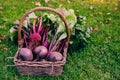 Fresh beet, beetroot harvest in wooden basket on green grass garden background Royalty Free Stock Photo