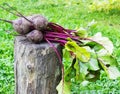 Fresh beet on a the grass in the garden Royalty Free Stock Photo
