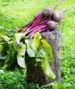 Fresh beet on a the grass in the garden Royalty Free Stock Photo