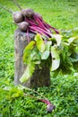 Fresh beet on a the grass in the garden Royalty Free Stock Photo