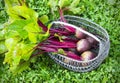 Fresh beet on a the grass in wicker basket Royalty Free Stock Photo