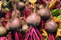 Fresh beet harvest