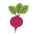 Fresh beet with leaf. Natural Root. Vegetable Ingredient for food