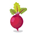Fresh beet with leaf. Vector illustration. Isolated white background. Royalty Free Stock Photo