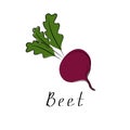 Fresh beet with leaf. Vegetable organic icon. Vector illustration. Isolated white background Royalty Free Stock Photo