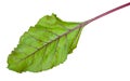 Fresh beet root leaf Royalty Free Stock Photo