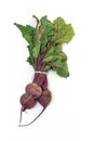 Fresh beetroot bunch Royalty Free Stock Photo