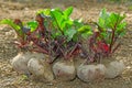 Fresh beetroot bunch Royalty Free Stock Photo