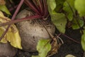 Fresh beetroot grows in the ground Royalty Free Stock Photo