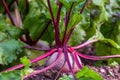 Fresh beetroot grows in the ground