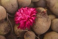 Fresh beetroot, harvest in a bucket with a crimson burgundy aster flower