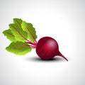 Fresh beetroot isolated white background. vector illustration Royalty Free Stock Photo