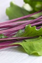 Fresh beetroot stalks and leaves